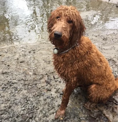 Jasper