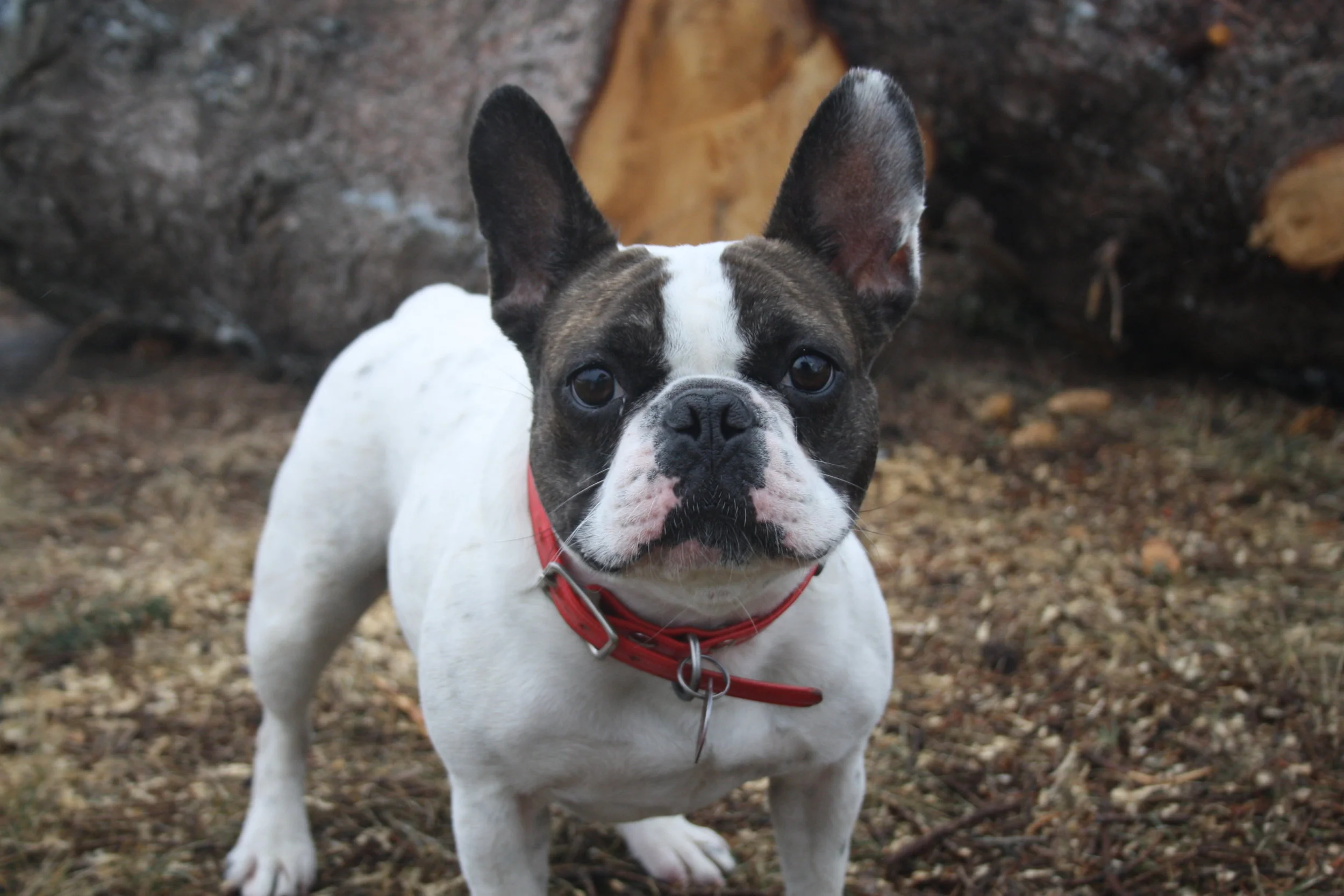 Off-leash training on trail